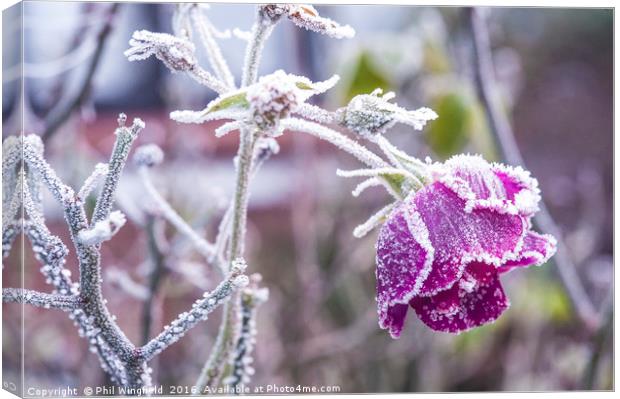 Frozen Canvas Print by Phil Wingfield