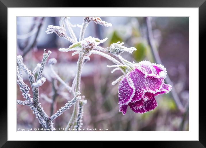 Frozen Framed Mounted Print by Phil Wingfield