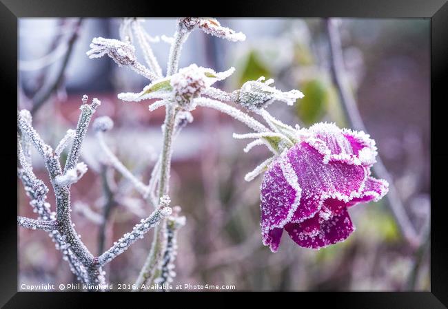 Frozen Framed Print by Phil Wingfield