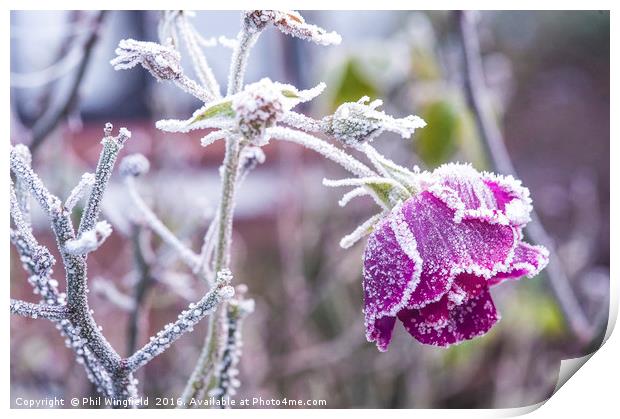 Frozen Print by Phil Wingfield