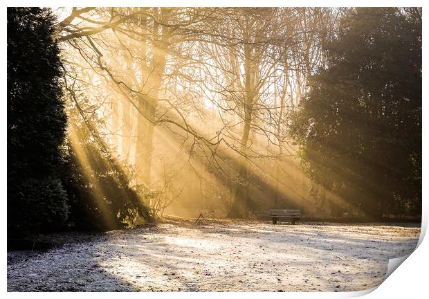 Rays of Light Print by Ellie Rose