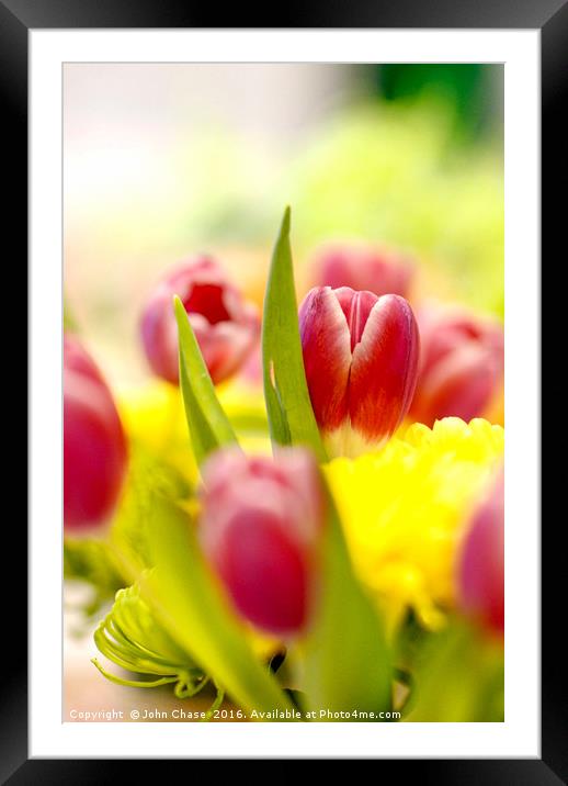 Red and Yellow Tulips, Close-Up Framed Mounted Print by John Chase