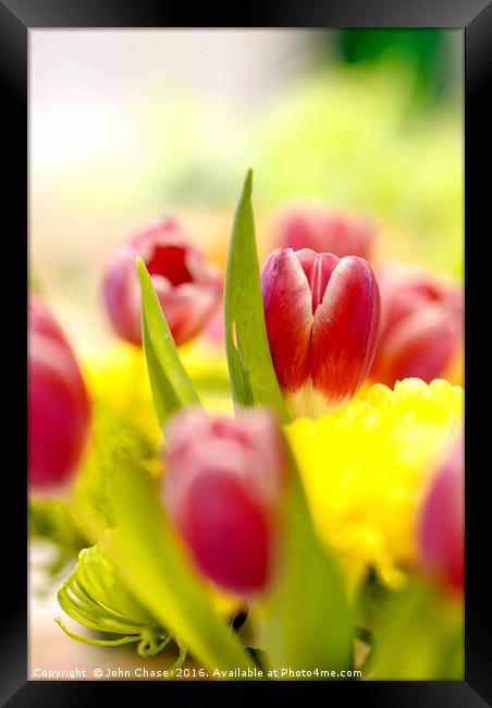 Red and Yellow Tulips, Close-Up Framed Print by John Chase