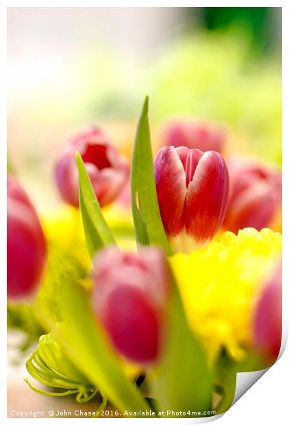 Red and Yellow Tulips, Close-Up Print by John Chase