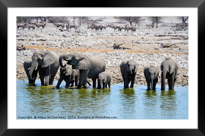 Elephants drinking at the waterhole Framed Mounted Print by Angus McComiskey