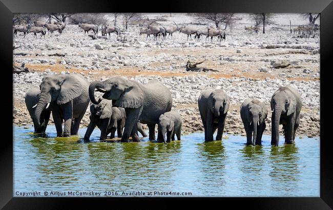 Elephants drinking at the waterhole Framed Print by Angus McComiskey