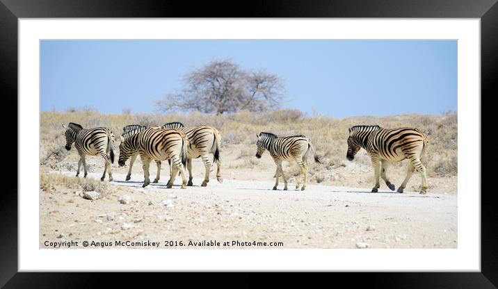 Zebras on the move Framed Mounted Print by Angus McComiskey