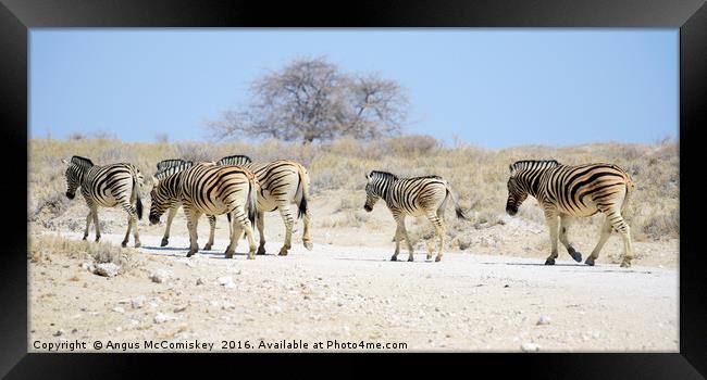 Zebras on the move Framed Print by Angus McComiskey