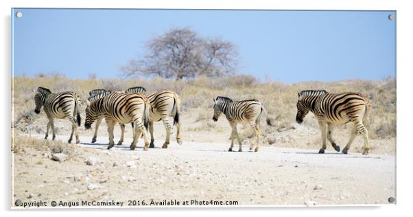 Zebras on the move Acrylic by Angus McComiskey