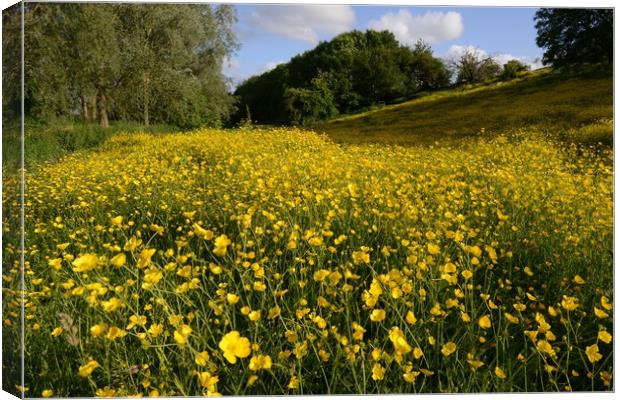                                     Buttercups  Canvas Print by david edwards