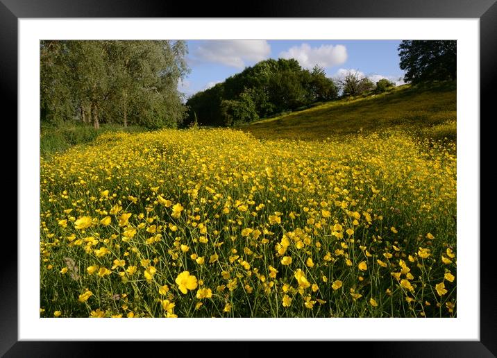                                     Buttercups  Framed Mounted Print by david edwards