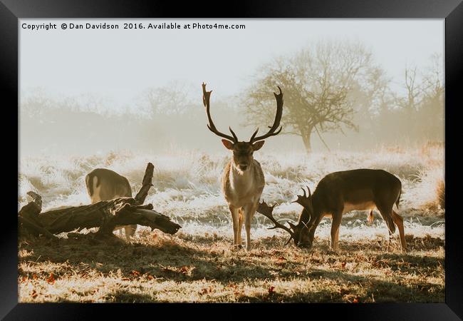 Oh deery me Framed Print by Dan Davidson