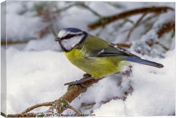 Blue Tit in the snow Canvas Print by Tom Dolezal