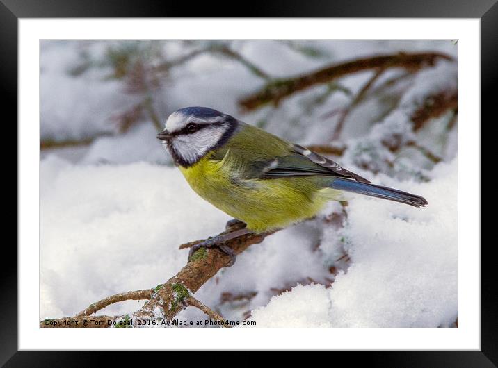 Blue Tit in the snow Framed Mounted Print by Tom Dolezal