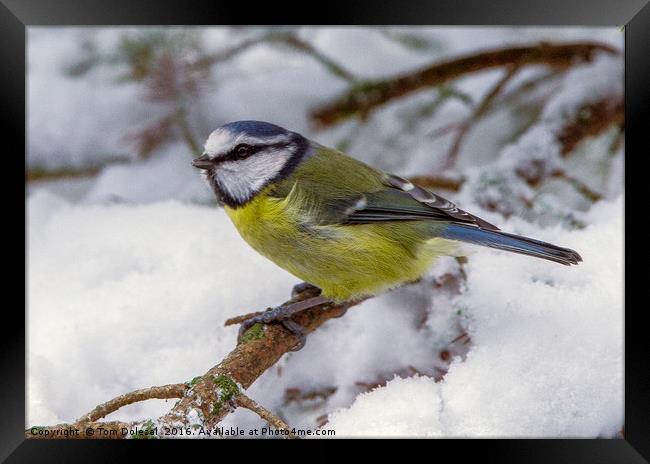 Blue Tit in the snow Framed Print by Tom Dolezal
