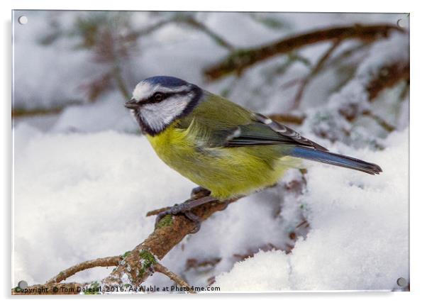 Blue Tit in the snow Acrylic by Tom Dolezal