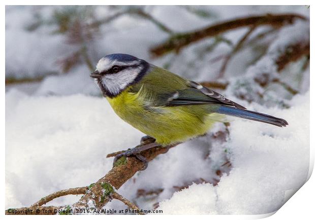 Blue Tit in the snow Print by Tom Dolezal