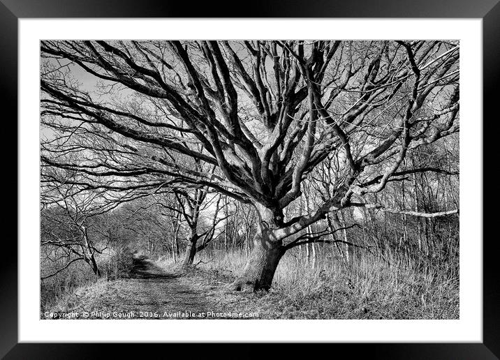 Winter Trees Framed Mounted Print by Philip Gough