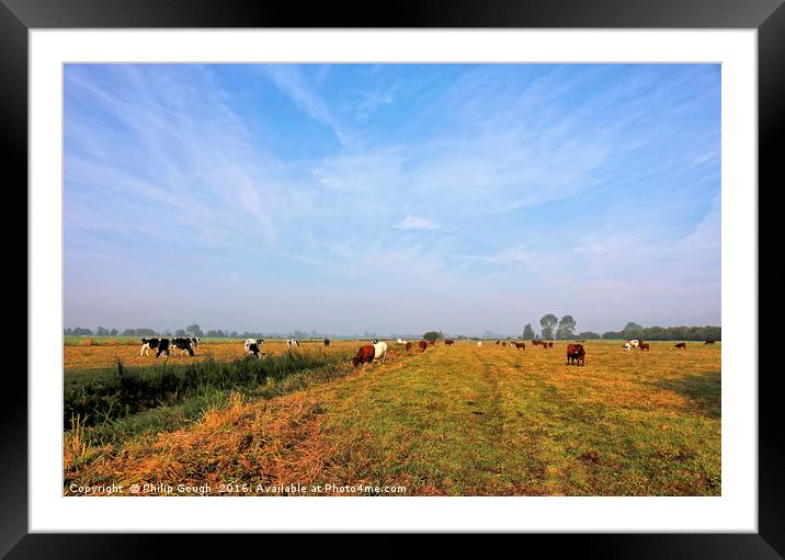 Cattle On The Somerset Levels Framed Mounted Print by Philip Gough