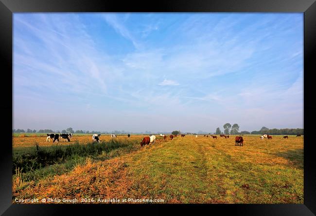 Cattle On The Somerset Levels Framed Print by Philip Gough