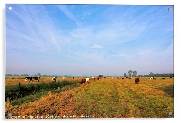 Cattle On The Somerset Levels Acrylic by Philip Gough