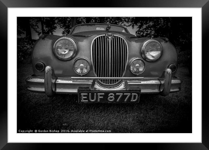 Jaguar Framed Mounted Print by Gordon Bishop