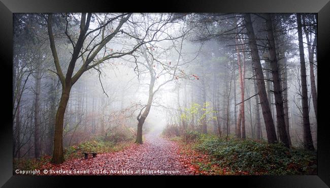 Forest Fog Framed Print by Svetlana Sewell