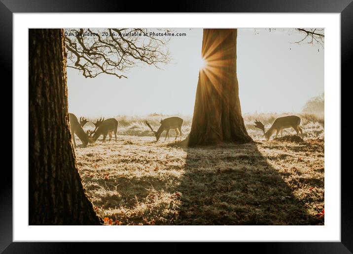 Breakfast time Deer Framed Mounted Print by Dan Davidson