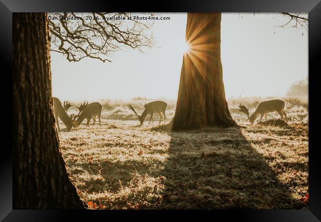 Breakfast time Deer Framed Print by Dan Davidson