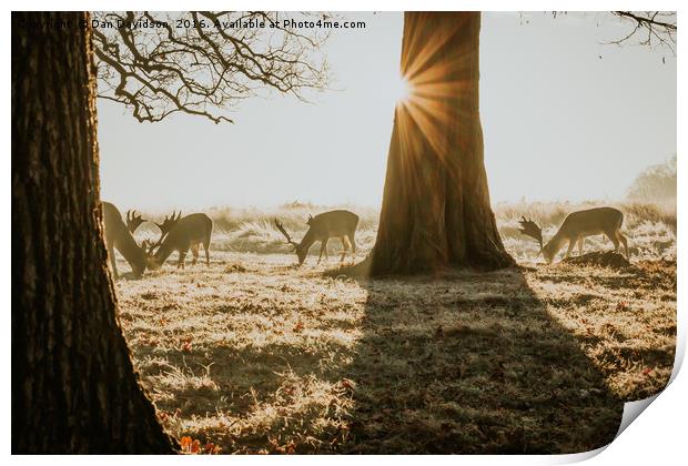 Breakfast time Deer Print by Dan Davidson