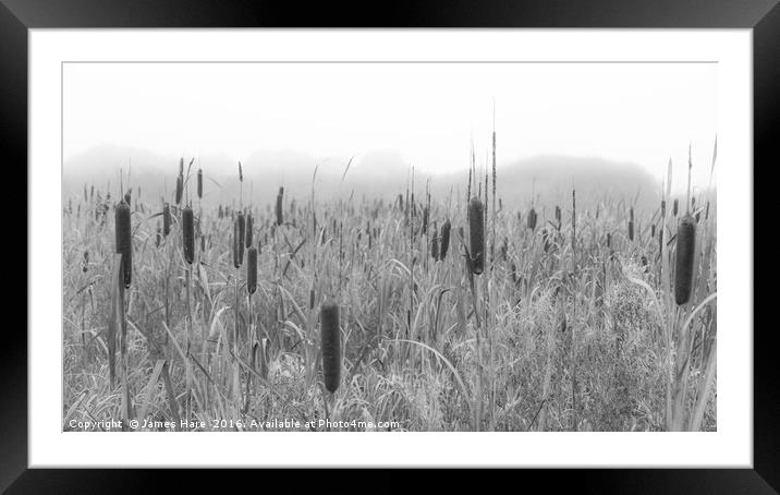 Bullrushes Framed Mounted Print by James Hare