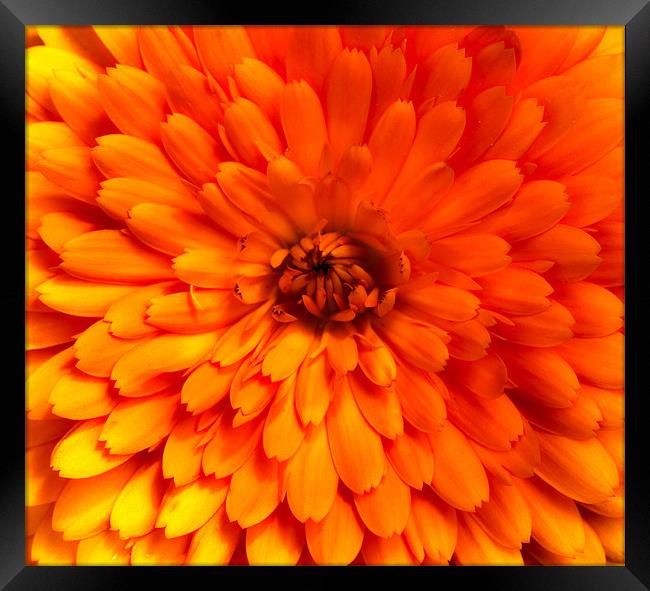 Chrysanthemum bloom Framed Print by Mike Gorton