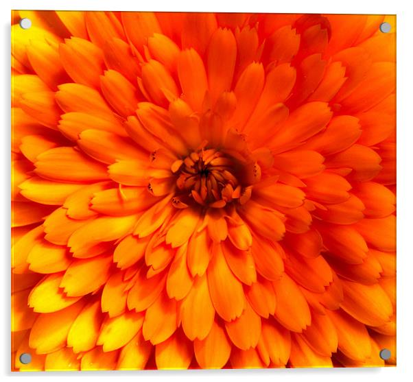 Chrysanthemum bloom Acrylic by Mike Gorton