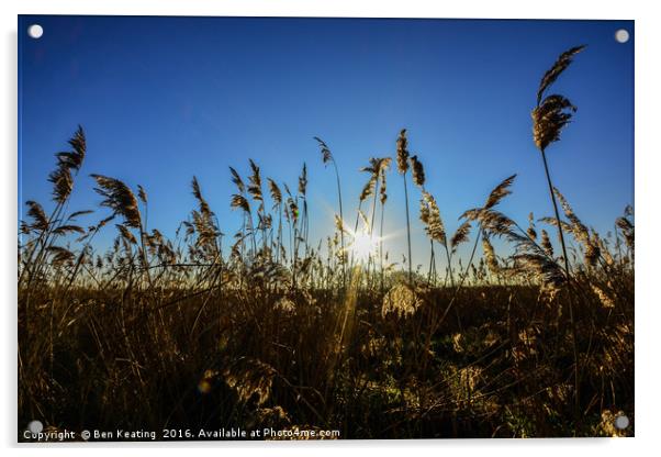 Norfolk Reeds Acrylic by Ben Keating