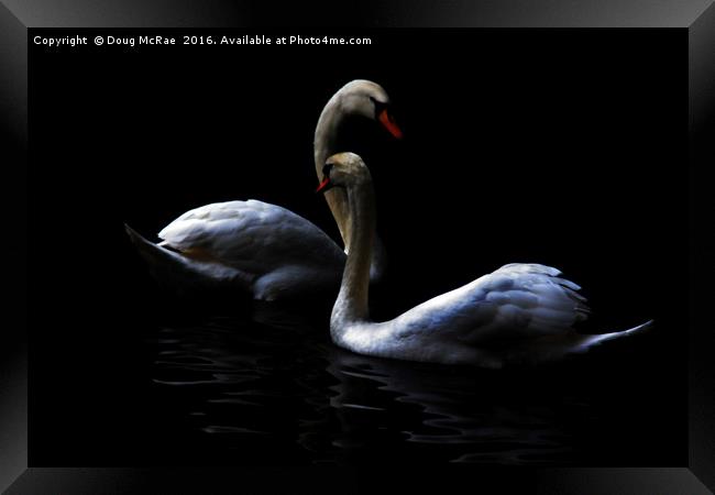 swans Framed Print by Doug McRae