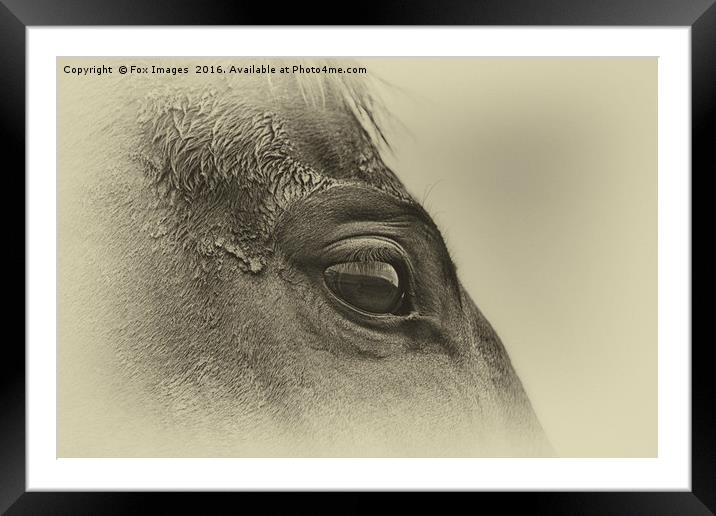 Horses eye Framed Mounted Print by Derrick Fox Lomax