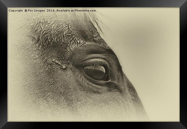 Horses eye Framed Print by Derrick Fox Lomax