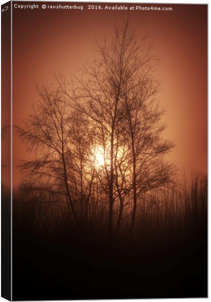 Sunset Behind Grove Of Trees Canvas Print by rawshutterbug 