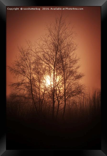 Sunset Behind Grove Of Trees Framed Print by rawshutterbug 