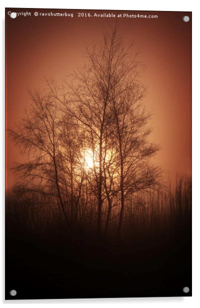 Sunset Behind Grove Of Trees Acrylic by rawshutterbug 