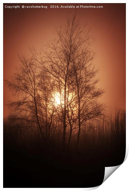 Sunset Behind Grove Of Trees Print by rawshutterbug 