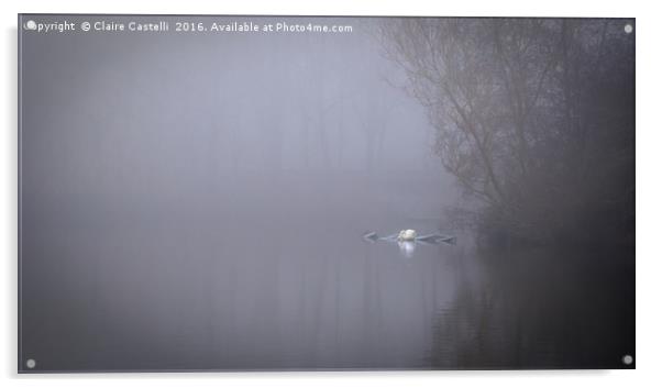Swan in the mist Acrylic by Claire Castelli
