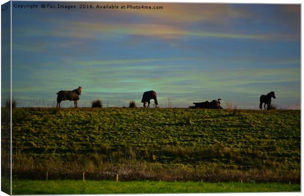 Horses in the countryside Canvas Print by Derrick Fox Lomax