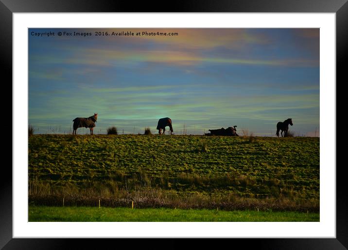 Horses in the countryside Framed Mounted Print by Derrick Fox Lomax