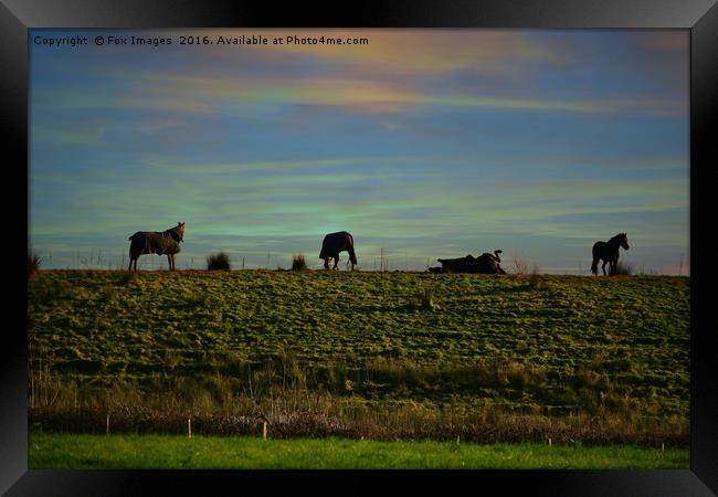 Horses in the countryside Framed Print by Derrick Fox Lomax