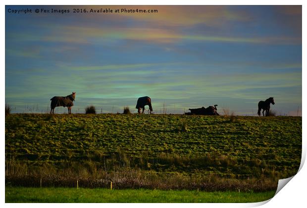 Horses in the countryside Print by Derrick Fox Lomax