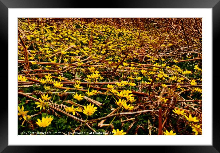 Celandines Framed Mounted Print by Richard Smith