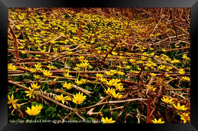 Celandines Framed Print by Richard Smith