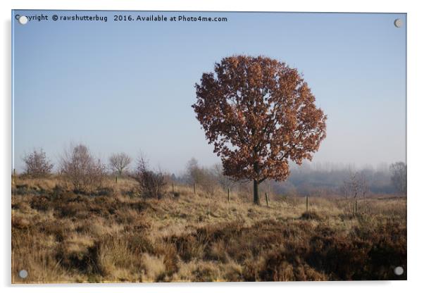 Single Tree On Chasewater Heath Acrylic by rawshutterbug 