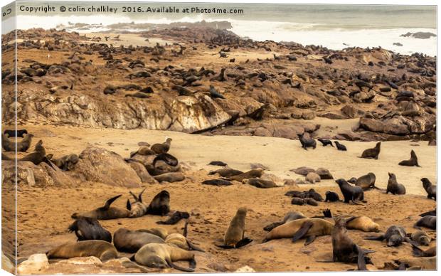 Cape Cross Fur Seals - Namibia Canvas Print by colin chalkley